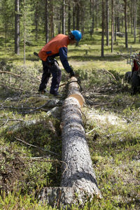 Lumberjack cutting log