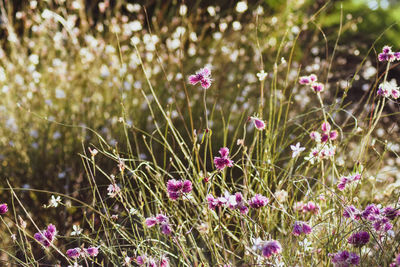 Close-up of pink flowering plants on field