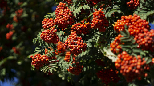 Close-up of rowan berries growing on a tree