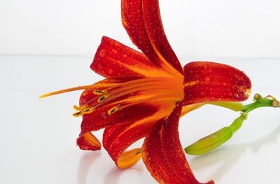 Close-up of red flowers over white background