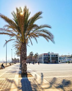 Palm trees against blue sky