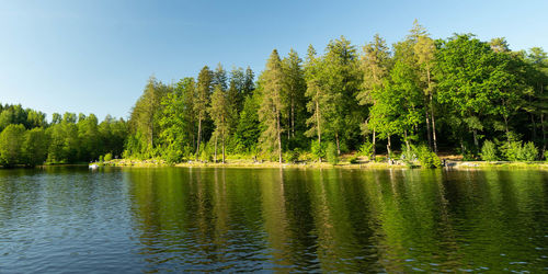 Scenic view of lake by trees in forest against sky