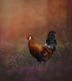 Close-up of rooster on land