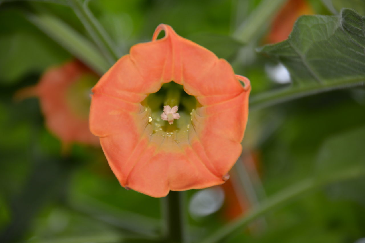 CLOSE-UP OF RED FLOWER