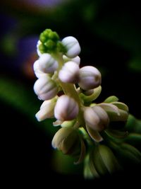 Close-up of flowers against blurred background