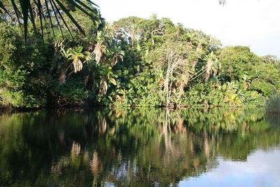 Scenic view of lake in forest against clear sky