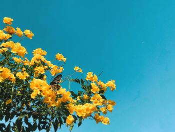 Low angle view of flowering plant against blue sky