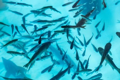 School of fish swimming in aquarium