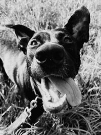 Close-up portrait of a dog on field