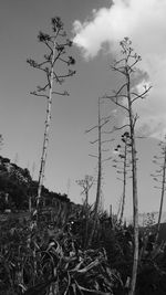 Low angle view of silhouette birds flying against sky