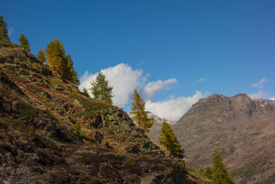 Hiking in the swiss alps