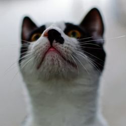 Close-up of cat looking away