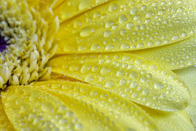 Full frame shot of wet yellow flower