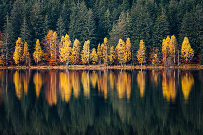 Scenic view of lake in forest during autumn