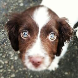 Close-up portrait of a dog