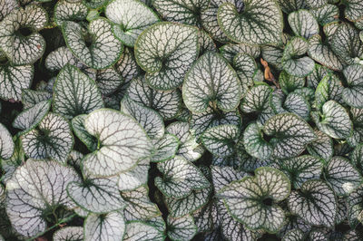 Above shot of bundle of light leaves.