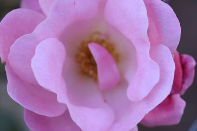 Close-up of pink flower blooming outdoors