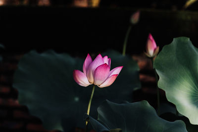 Close-up of pink water lily in pond