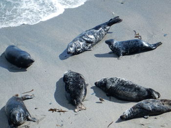 High angle view of crab on beach