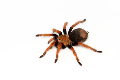 Close-up of spider on white background