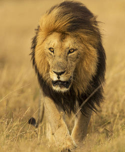 Portrait of a lion