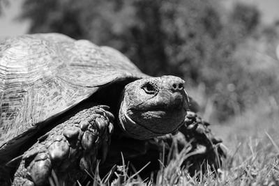 Close-up of a turtle