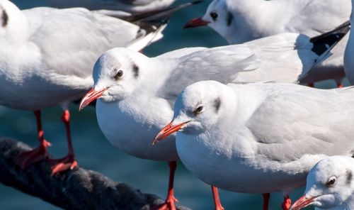 Close-up of birds perching