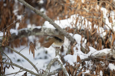 Close-up of birds perching on snow