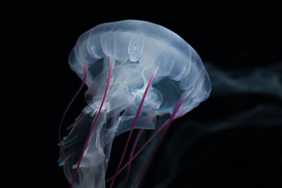 Close-up of jellyfish underwater