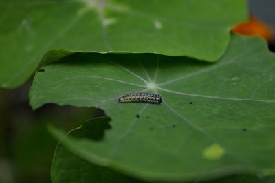 Close-up side view of caterpillar on leaf