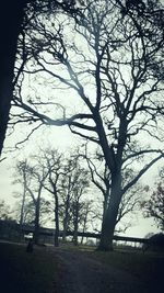Bare trees against sky