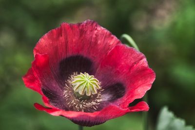 Close-up of red poppy flower