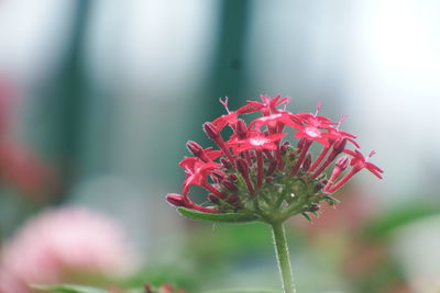 Close-up of red flowering plant