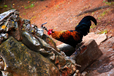 Tilt image of rooster drinking water from faucet