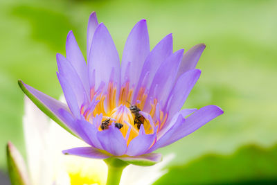 Close-up of purple water lily