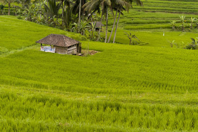 Scenic view of agricultural field