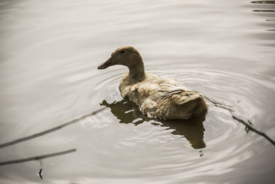 High angle view of duck swimming in lake