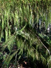 Full frame shot of wet plants in forest