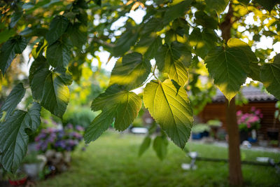 Close-up of fresh red berries hanging on tree