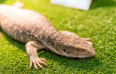 Close-up of lizard on field