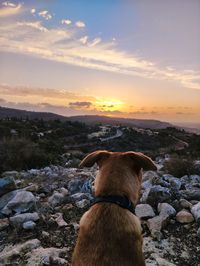 Rear view of dog on rock during sunset