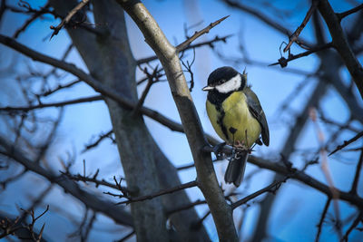 Low angle view of bird perching on branch