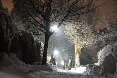 Snow covered trees against sky at night