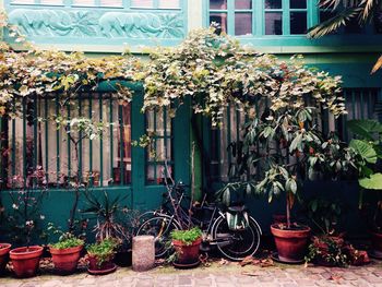 Potted plants outside house