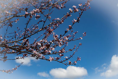 Low angle view of cherry blossom against blue sky