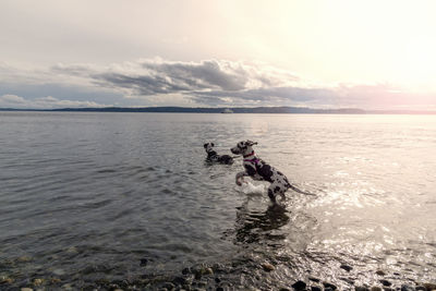 Two harlequin great danes, one adult and one puppy playing with stick on a rocky beach in late day   