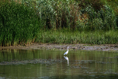 High angle view of gray heron on lake