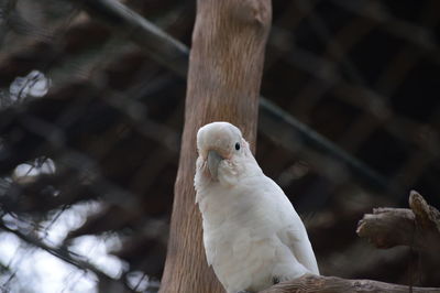 Close-up of birds perching on branch