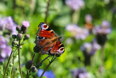 Peacock butterfly aglais io takes nectar from thistle blossom