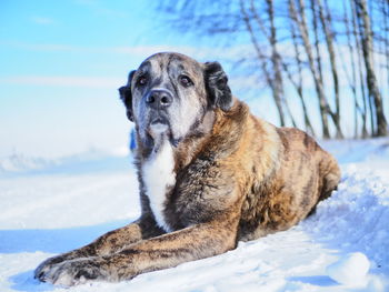 Dog looking away in snow